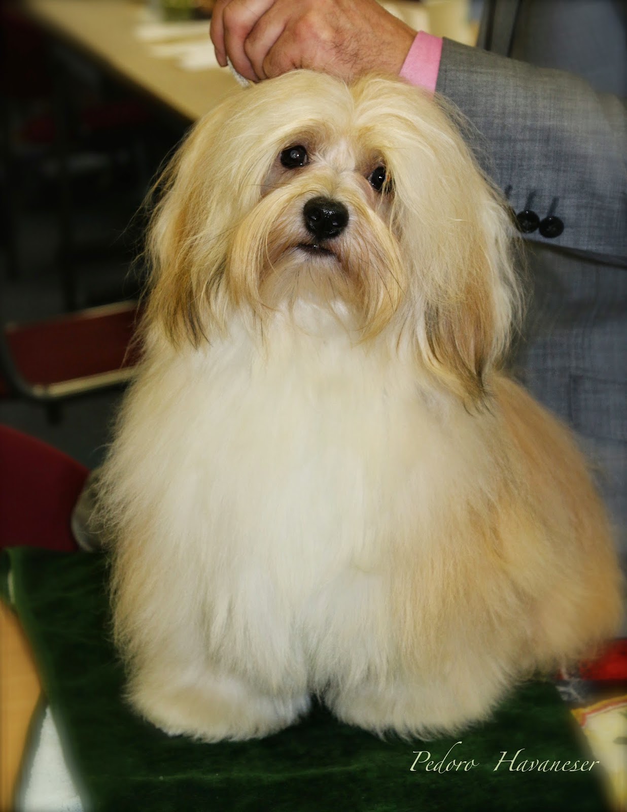 Havanese - Havi