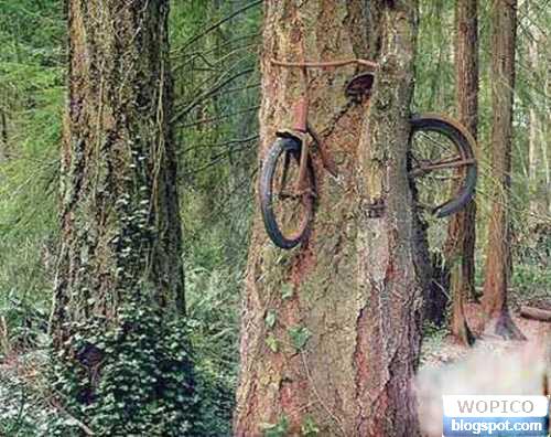 Bike in Tree