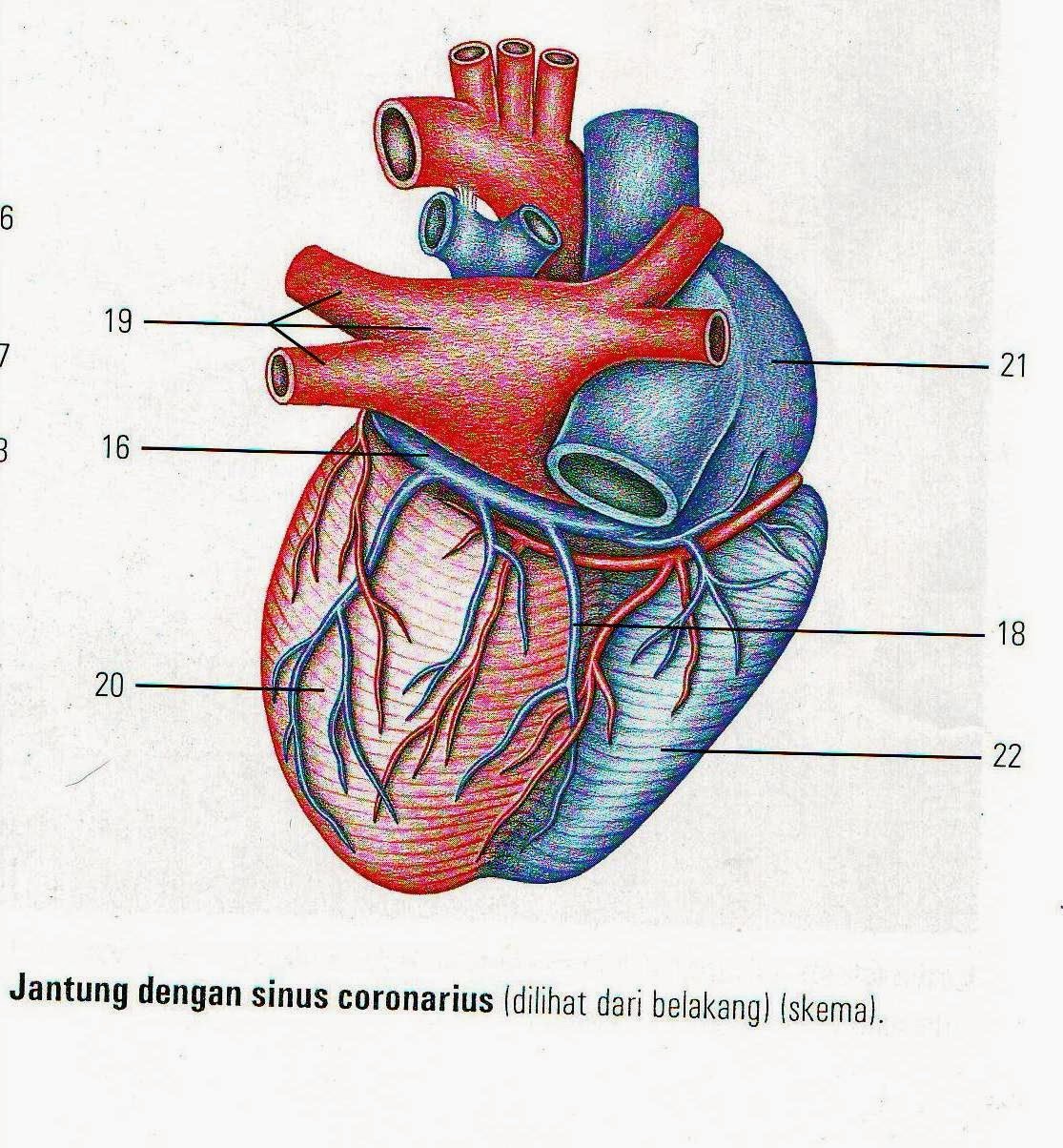 ASUHAN KEPERAWATAN LENGKAP: SINUS CORONARIUS JANTUNG LENGKAP