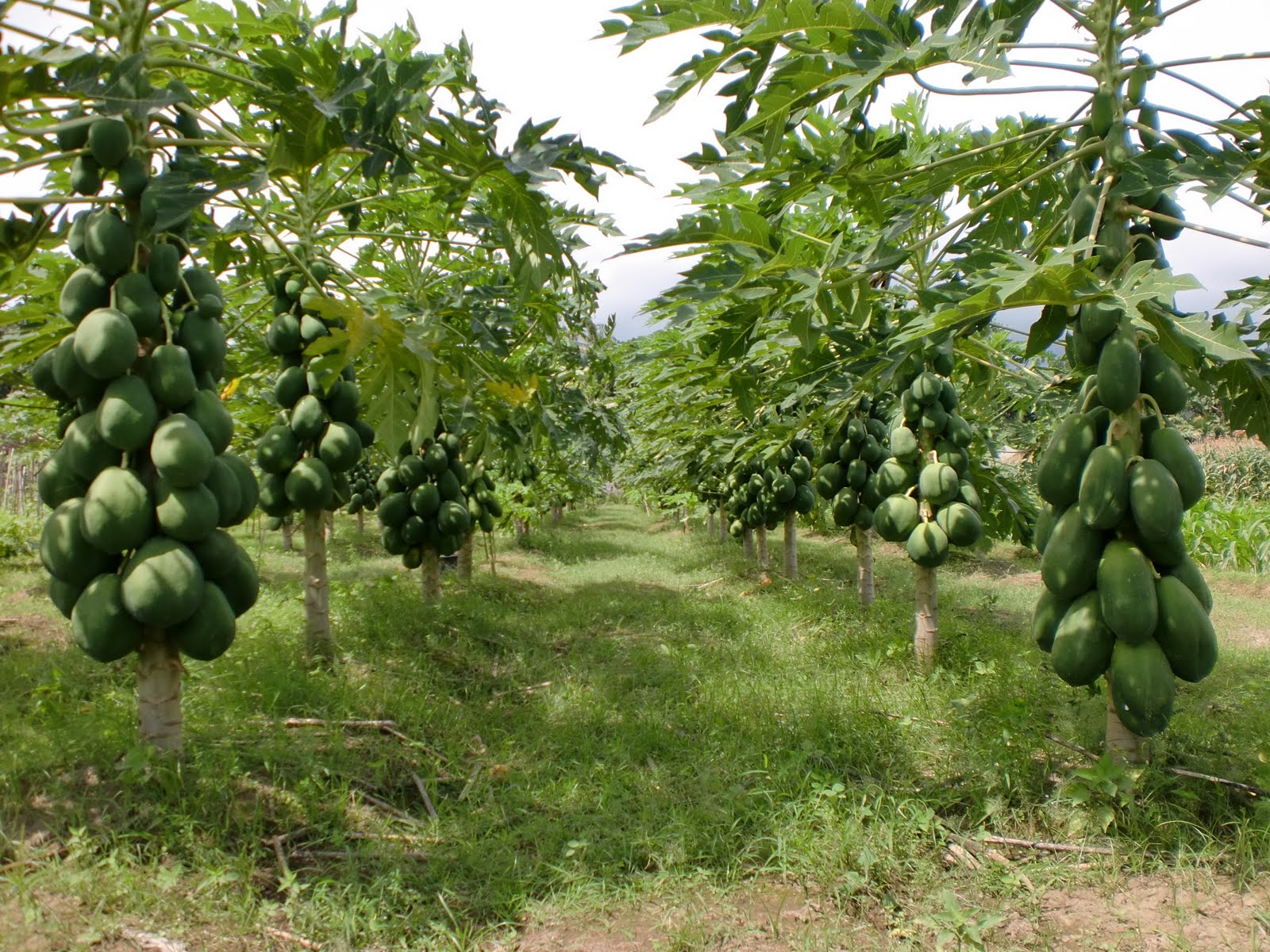 Natural Remedies For Health health benefits papaya