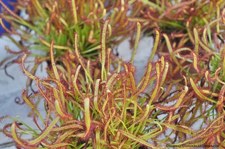 piante carnivoreDSC_0177