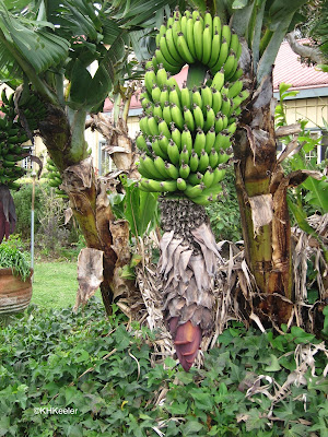 banana flower and fruit