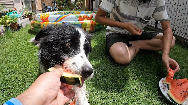 保護犬 ボーダーコリー トーマ