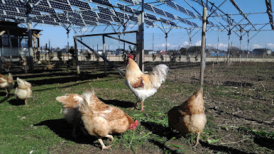 Chickens under solar panels on our solar sharing farm, Tsukuba, Japan