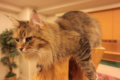 Tokyo's Cat Cafe Seen On  www.coolpicturegallery.us