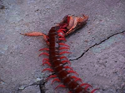 Centipede1