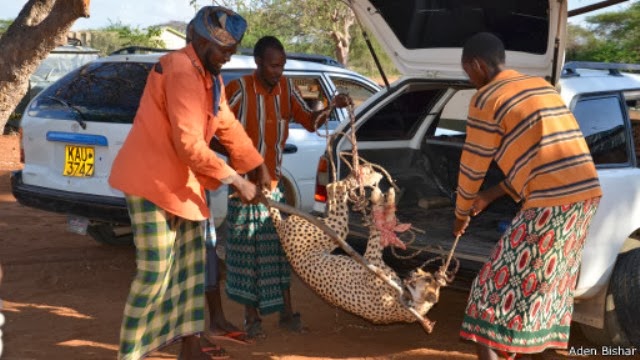 Daawo Sawirada:- Dhalinyaro Soomaali ah oo Orod kusoo qabtay Xayawaanka Aduunyada ugu Orodka Badan Funny..