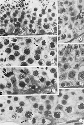 Cellules de l’épithélium séminal