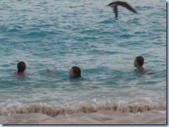 Swimming with the birds on White Bay