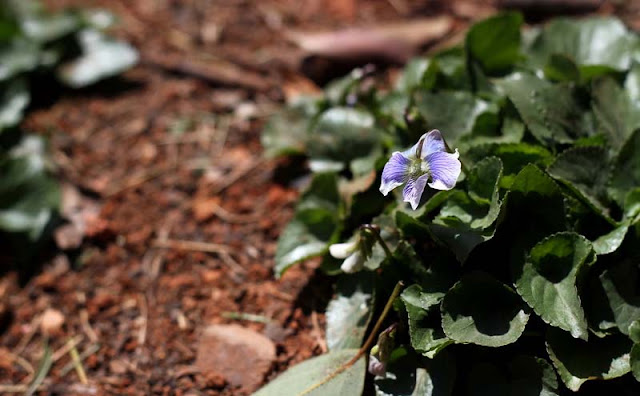 Labrador Violet Flowers