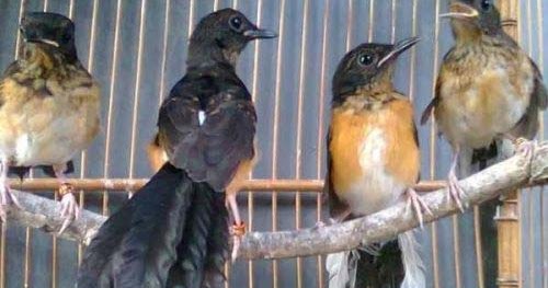 Abang Kicau Mania: Harga Jual Burung Anakan Murai Batu 