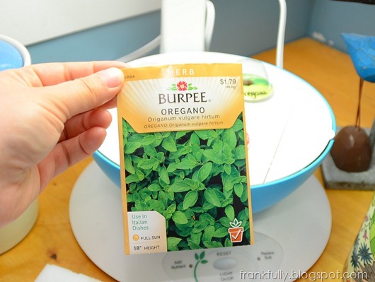 oregano seeds