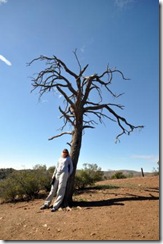 north flinders tree
