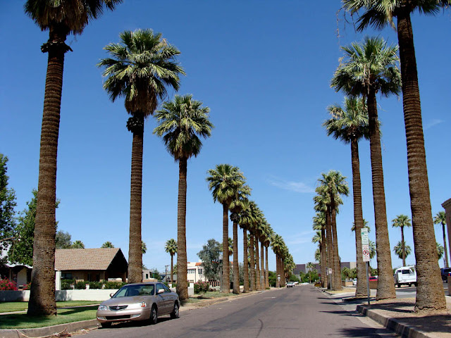 Washingtonia filifera