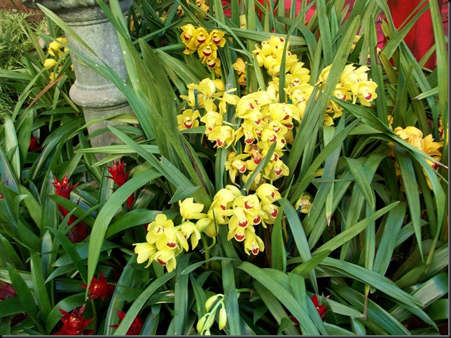 bellagio chinese orchids