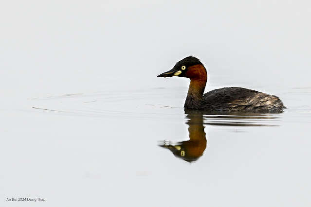 An Bui 2024 Dong Thap - Little grebe (Le hôi)