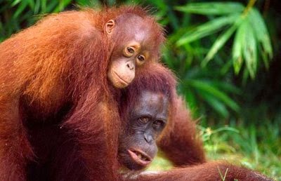 KUMPULAN GAMBAR FLORA FAUNA INDONESIA Gambar Macam Jenis 