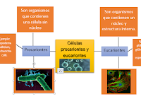Ejemplos De Organismos De La Celula Procariota