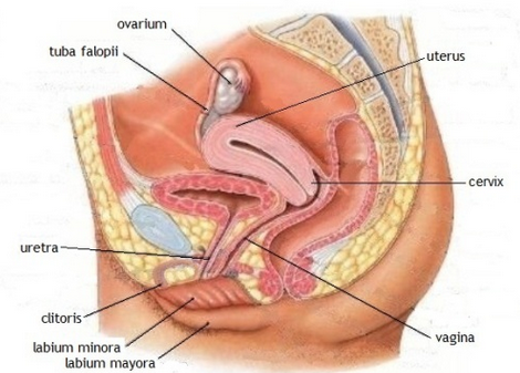 Terkini 21+ Gambar Alat Wanita