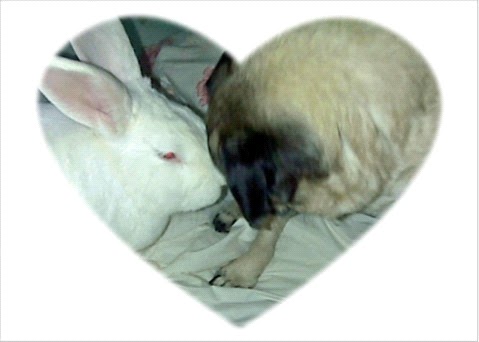 Feel free to send in updates of your adopted Hug-a-Bunnies!