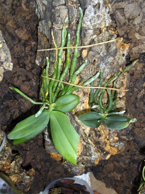 Phalaenopsis Lobbii, orchidea su zattera con stelo floreale in crescita