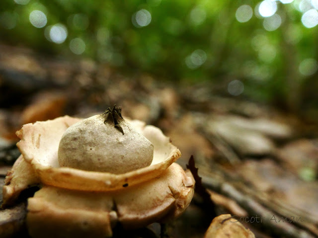 Geastrum triplex