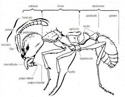 external image hormigas-morfologia.jpg