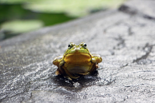 Green Frog Standing on Grey Surface | Photo by Austin Santaniello Bucholtz via Unsplash