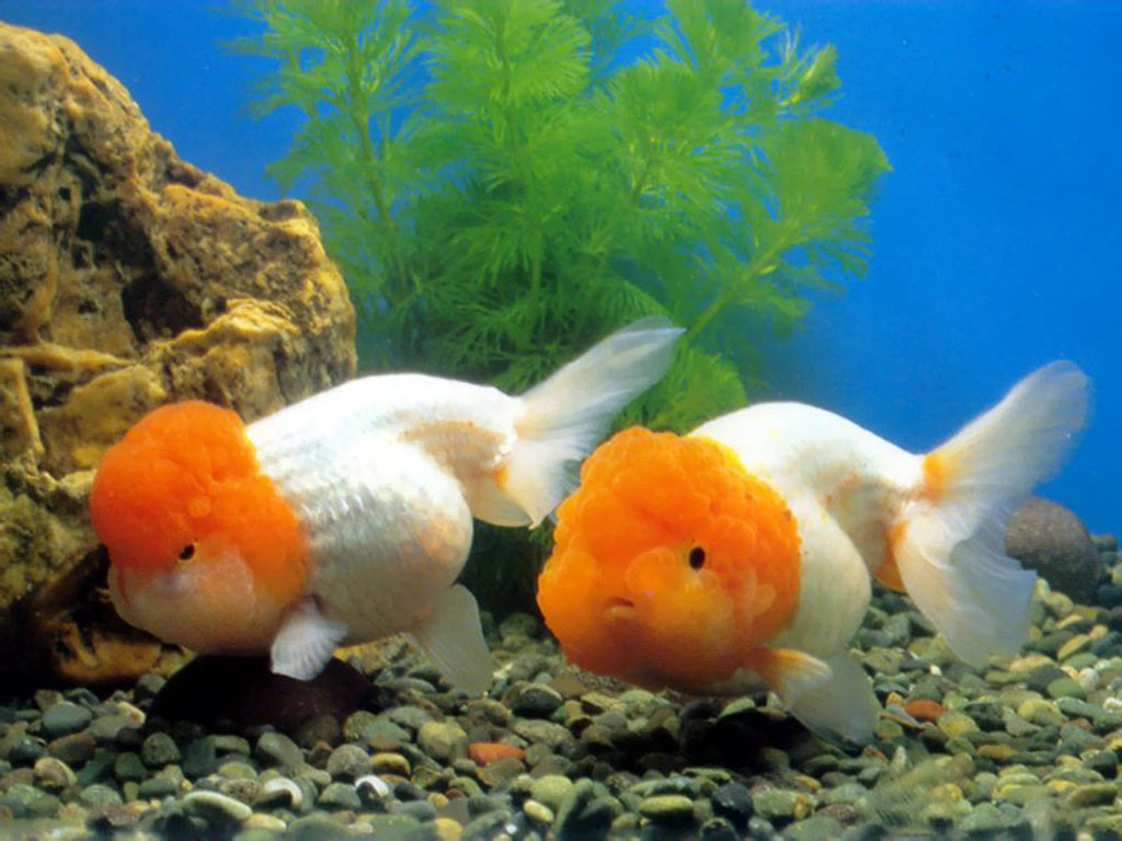 goldfish-wallpaper-17188-hd-wallpapers.jpg