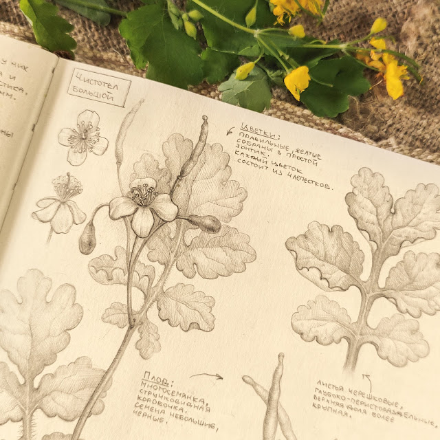 Chistotel-bolshoj, Chelidonium majus: botanical pencil sketch, floral art, sketchbook collection, botanical illustration, field plants