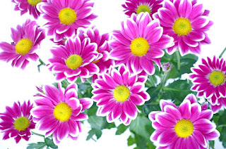 Flower Image Gallery