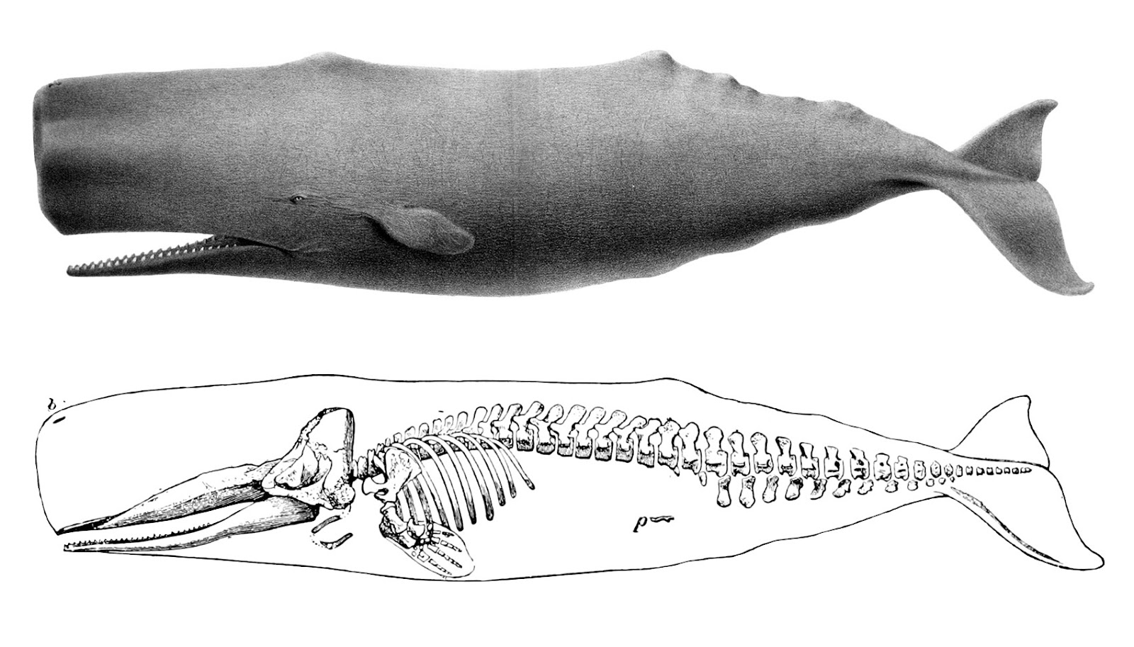 クジラの画像 原寸画像検索 クジラの画像 原寸画像検索