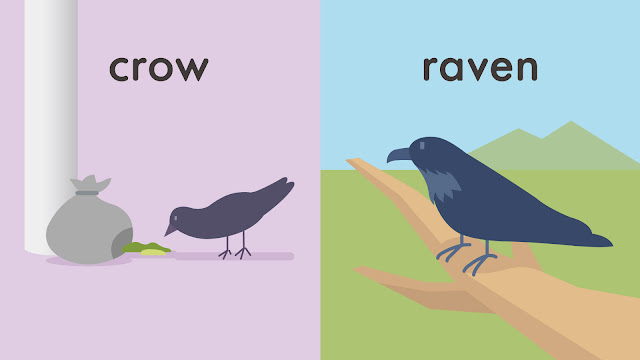 crow と raven の違い
