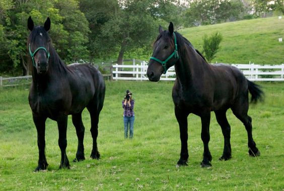 Percheron Horse