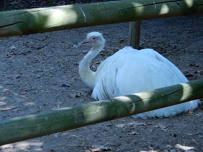 Parco Gallorose（ガッロロゼ公園）アルビノのダチョウ