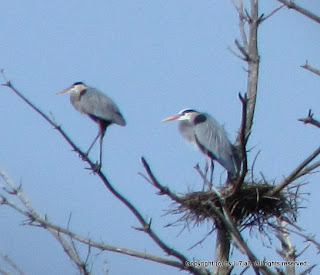 Great Blue Herons