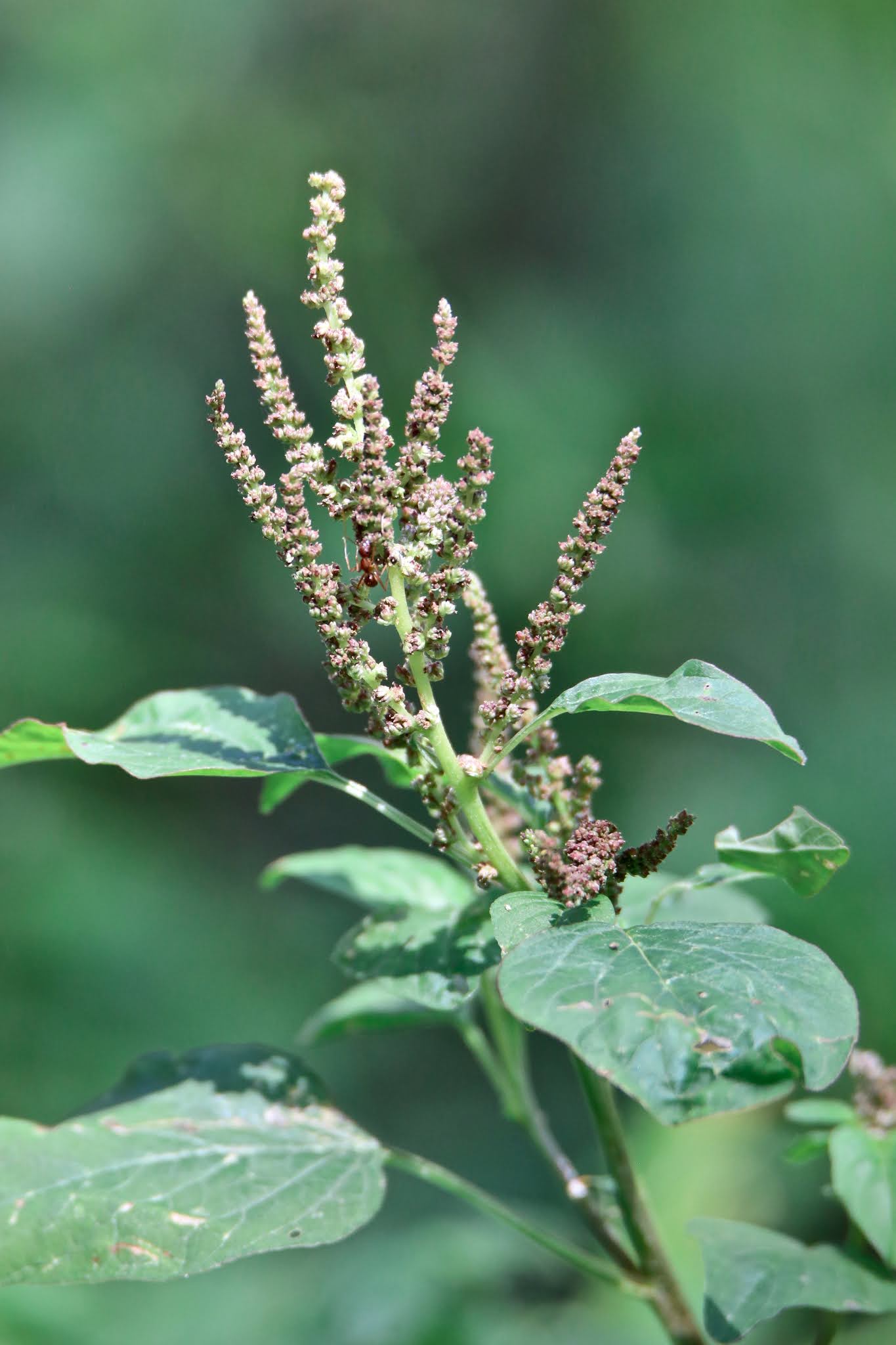 Most common Weeds and Wild flowers, and grasses with name in Karnataka,. India, high resolution free