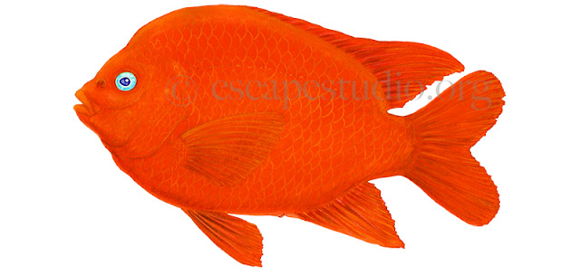 Garibaldi Adult