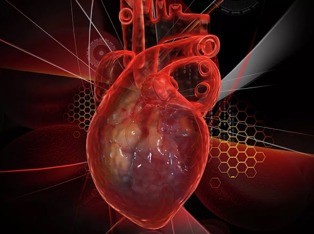 Scientists have found out how to restore the heart after a heart attack