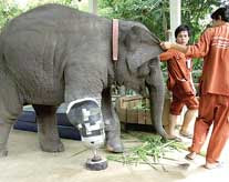 Gajah Berkaki Palsu Pertama Di Dunia [ www.BlogApaAja.com ]