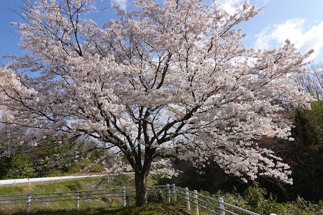 鳥取県西伯郡南部町鶴田　とっとり花回廊　外駐車場の桜