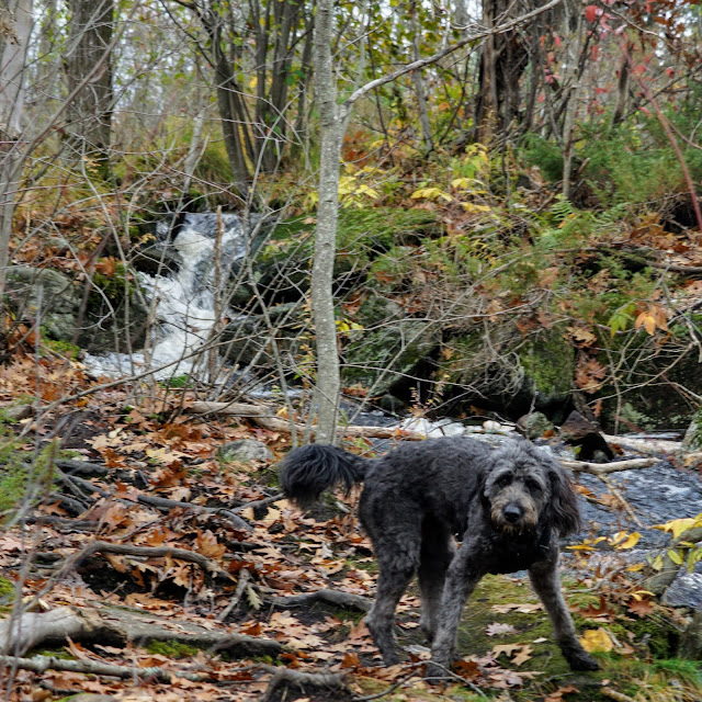 Waterfalls in Torrance Barrens Conservation Reserve