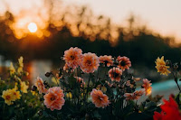 Flowers and Sun - Photo by Irina Iriser on Unsplash