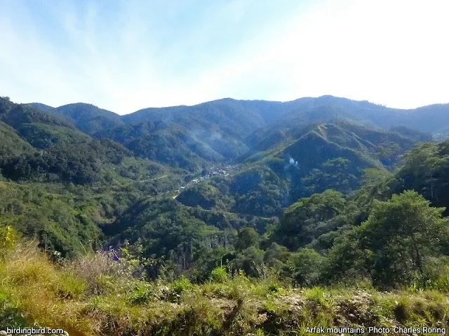 Birding sites in Arfak mountains