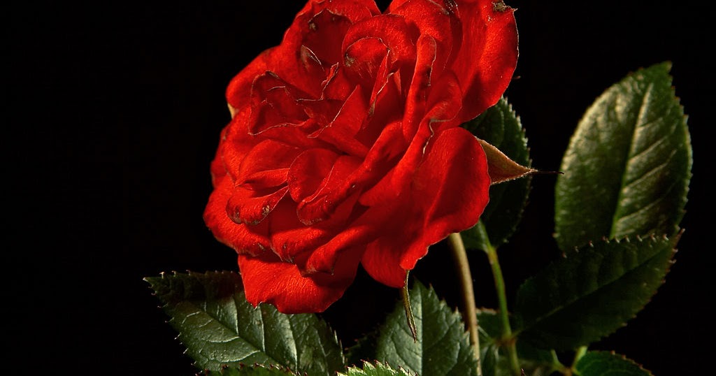 Curahan Hat! Jayuz ♥ ♥: .. Mengenal Bunga Mawar Merah ..