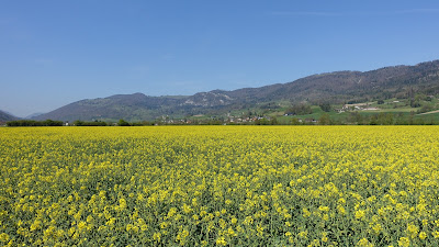 Rapsfeld Wilkmatt bei Matzendorf