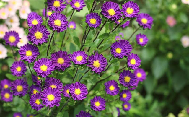 China Aster Flowers Pictures