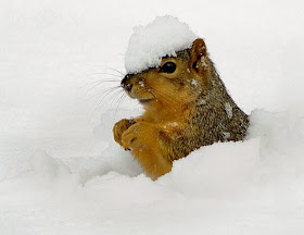 Funny animals of the week - 21 February 2014 (40 pics), squirrel playing in the snow