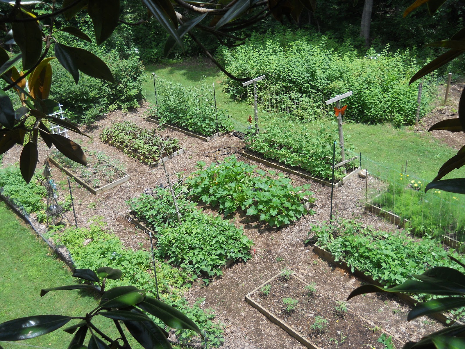 Sue s in the Garden Growing the Groceries A Bird s Eye 