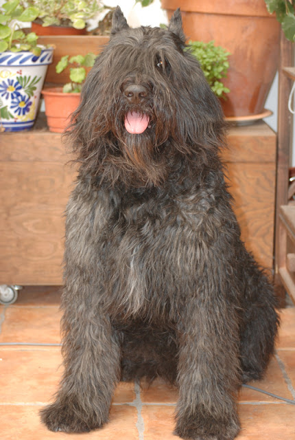 Bouvier des Flandres M.Ch.Alyna I de Dasilva